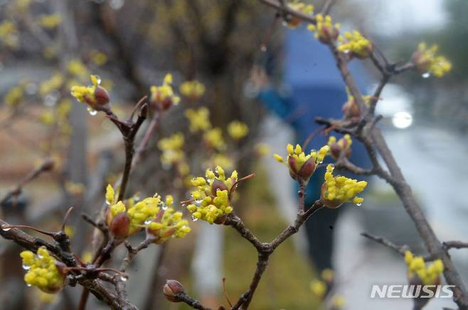 [전주=뉴시스] 김얼 기자 = 쌀쌀한 봄비가 내리기 시작한 19일 전북 전주시 전주한옥마을 전주천에 산수유가 꽃망울을 터트리기 시작했다. 2024.02.19. pmkeul@newsis.com