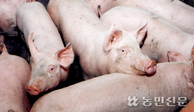 고병원성 돼지생식기호흡기증후군(PRRS)과 돼지유행성설사병(PED) 등으로 인해 5월부터 돼지고기 공급량이 줄어들 수 있다는 우려가 제기되고 있다. 농민신문DB