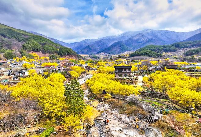 구례산수유꽃축제장 자료 사진 [구례군 제공. 재판매 및 DB 금지]