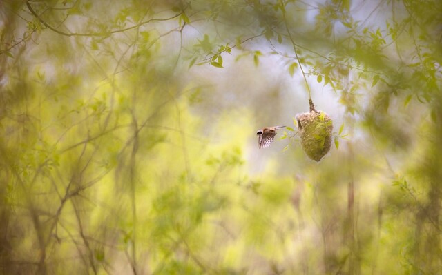 조류 부문 1위 ‘분주한 건축가’. © Grzegorz Długosz/TNC Photo Contest 2023