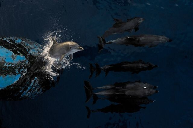 해양 부문 1위 ‘랑이로아의 돌고래’. © Estebane Rezkallah/TNC Photo Contest 2023