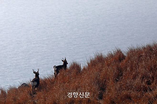 수사슴들이 들판을 뛰어다니고 있다.