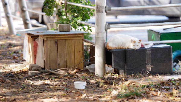 동물단체가 부산 사하구 을숙도 일대에 설치해 운영 중인 길고양이 급식소.  국제신문DB