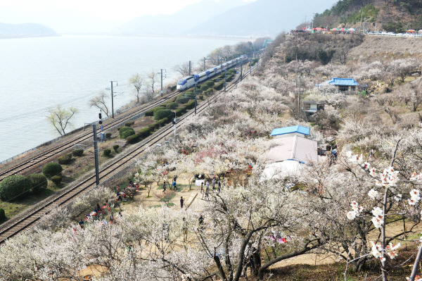 만개한 양산 원동 매화와 낙동강 사이로 기차가 지나고 있다. 양산 대표 축제인 원동매화축제를 비롯한 각종 축제가 23일부터 4월까지 잇따라 열린다. 양산시 제공