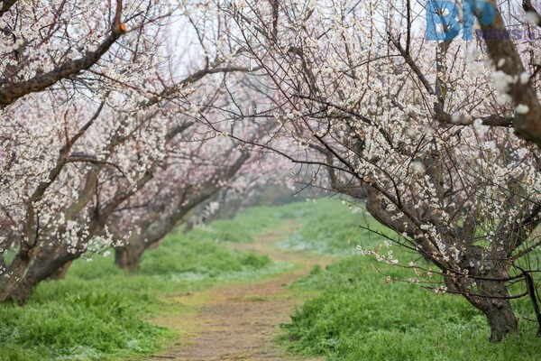 출처: 게티이미지뱅크 (국내 매화 명소)