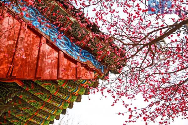 출처: 게티이미지뱅크 (국내 매화 명소)