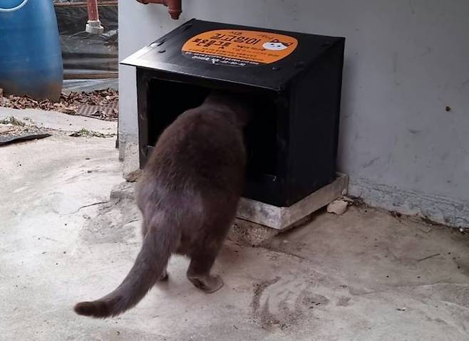 서울 서초구가 동네 고양이들을 위해 마련한 보온 물 그릇. 서울 서초구