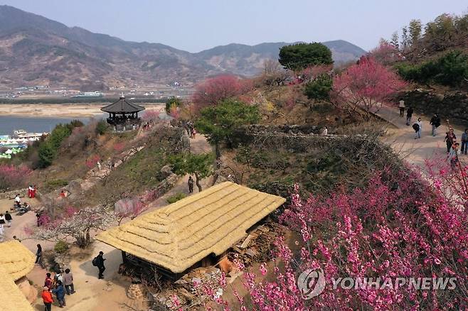 광양매화마을 [연합뉴스 자료사진]