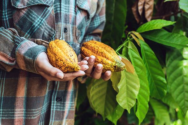 코코아 원산지 가격을 정부가 올려줘도 농부는 계속 가난하다. 게티이미지&nbsp;&nbsp;