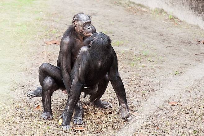 “이게 보기보다 쉬운 게 아니에요.” 교미 중인 보노보. [사진출처=Rob Bixby]
