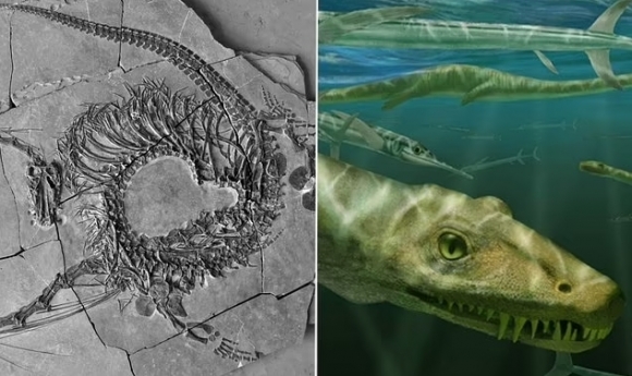 영국과 중국 등 국제 공동 연구진이 중국 남서부 지역에서 발견한 화석을 한데 모아 ‘디노케팔로사우루스 오리엔탈리스’의 완전체 화석(왼쪽). 오른쪽은 디노케팔로사우루스의 상상도
