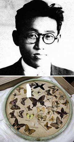 석주명 선생(위 사진). 석주명 선생이 직접 채집해 만들어 놓은 우리나라 희귀종 나비표본. / 조선일보 DB