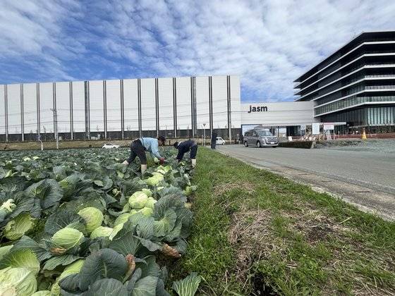 지난 24일 준공식을 개최한 세계 최대 반도체 파운드리(위탁생산) 회사인 TSMC 일본 구마모토 공장. 양배추밭 일색이었던 이곳은 앞으로 일본 최대 규모의 반도체 생산 기지로 변모할 예정이다. 개소식이 열린 이날 공장 앞 양배추밭에서 인부들이 양배추를 수확하고 있다. 구마모토=김현예 특파원