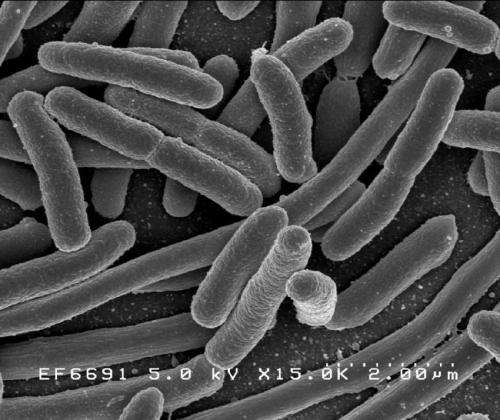 전자 현미경으로 대장균을 촬영한 사진 [사진=NIH]