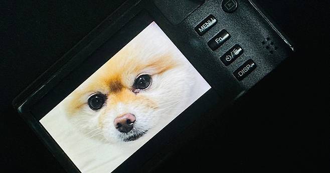 박지영(29)씨가 빈티지 디지털카메라로 촬영한 사진. 박씨 제공