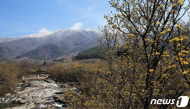 26일 오후 구례군 산동면 반곡마을에 산수유꽃 너머로 멀리 지리산 만복대에는 하얀눈이 쌓였다(구례군 제공)2024.2.26/