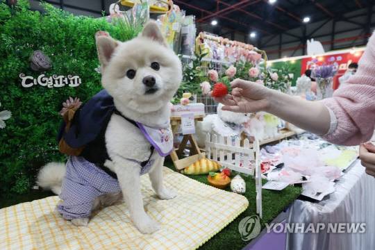 지난해 3월 서울 강남구 세텍에서 열린 반려동물 박람회 '2023 케이펫페어 서울'에서 강아지가 포토존에서 포즈를 취하고 있다. <사진=연합뉴스>