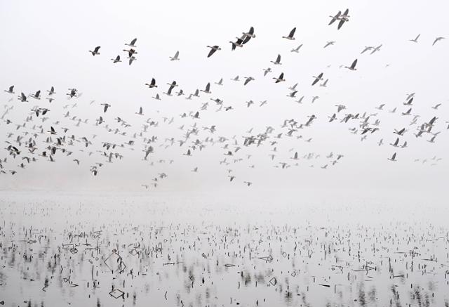 이른 새벽 경기 양평군 두물머리 인근 늪지를 찾은 철새들이 안개 속에서 휴식을 취하다 매 한 마리가 나타나자, 위험을 느끼고 하늘로 날아오르고 있다.