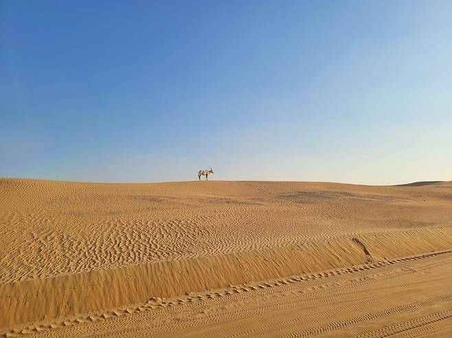 사막사파리를 즐기다 보면 UAE 천연기념물인 아라비안 오릭스를 볼수 있다. 아라비아 반도에 넓게 서식하고 있는 아라비아오릭스는 카타르 항공에 새겨져 있는 마스코트이기도 하다