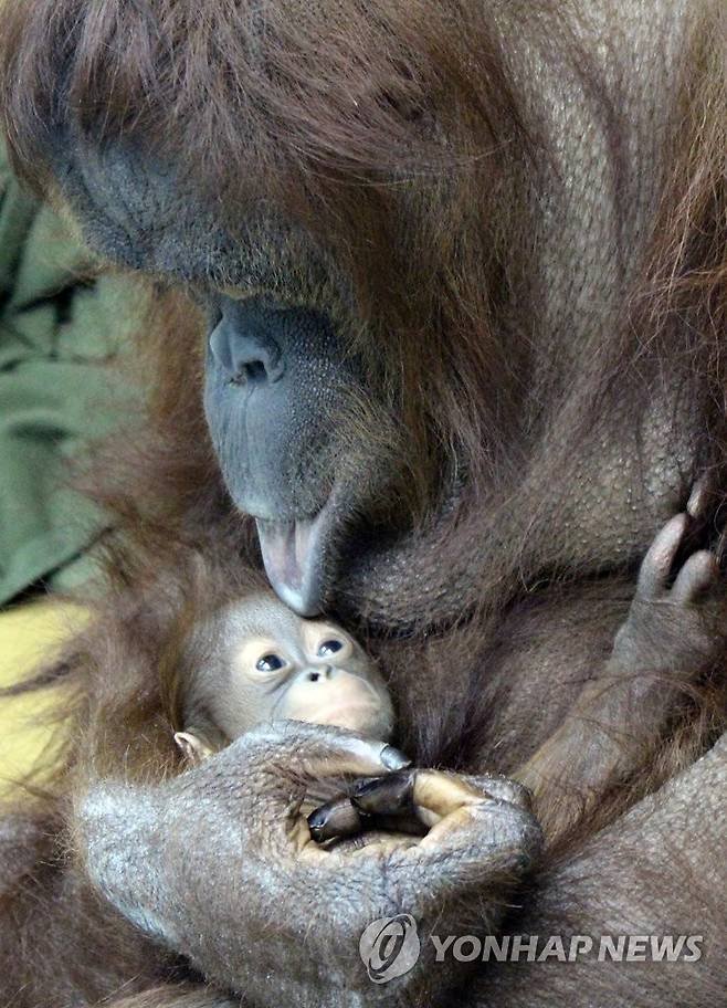 "우리 아기 너무 귀엽지 않나요?" 새끼 오랑우탄을 안고 있는 어미 오랑우탄.
[연합뉴스 사진]