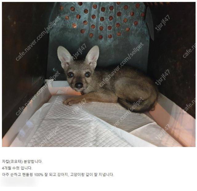 야생동물카페는 단순히 전시 뿐 아니라 동물을 번식하고 분양하기까지 했다. 동물복지문제연구소 어웨어 제공