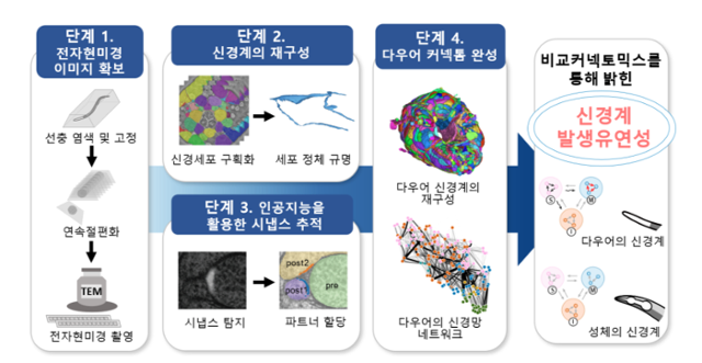 서울대와 성균관대 연구진이 다우어 시기 예쁜꼬마선충의 신경망 지도(커넥톰)를 연구한 과정을 나타낸 모식도. 서울대 제공