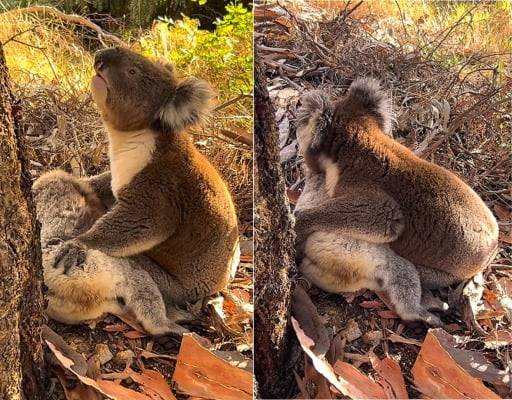 수컷 코알라가 죽은 암컷 코알라를 마주하고 보인 행동. SNS에 올라온 해당 영상은 27일 기준 조회수 약 729만회를 기록 중이다. /사진=Koala Rescue 인스타그램 캡처