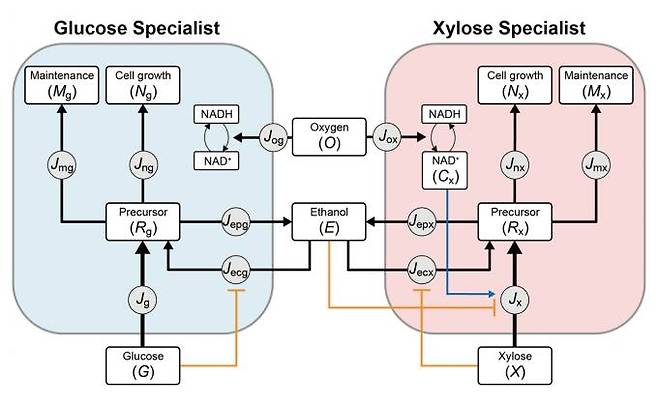 미생물 생태계 내 글루코스 전문 효모, 자일로스 전문 효모의 수학적 모델링. 한국생명공학연구원