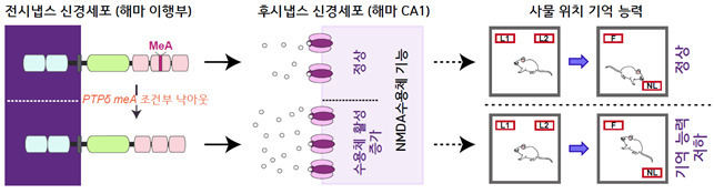 이번 연구성과 모식도.[DGIST 제공]