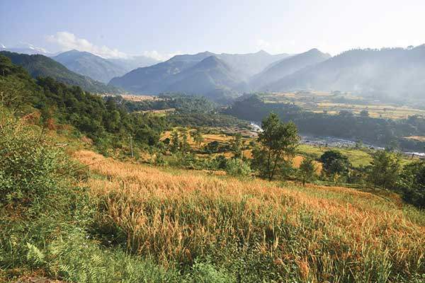 여물어가는 벼로 가득한 논. 멀리 안나푸르나산군이 펼쳐진다.