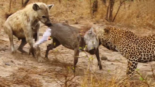 사냥당한 살아있는 멧돼지를 표범과 하이에나가 양쪽에서 잡아당기고 있다./Latest Sightings Facebook