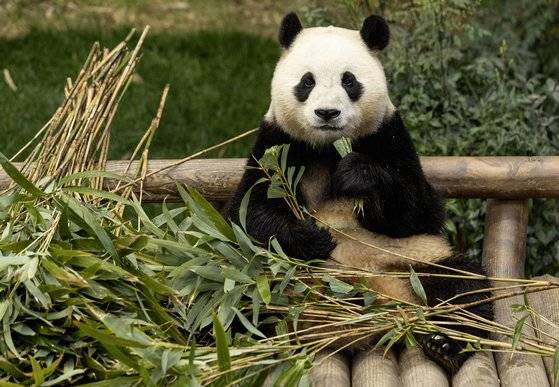 2월 19일의 푸바오. 권혁재 사진전문기자