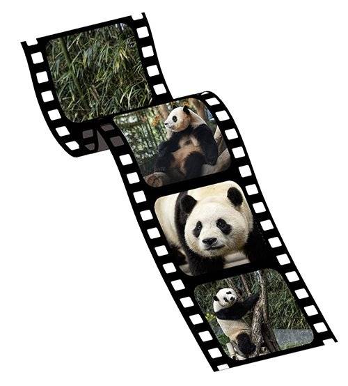 2월 19일의 푸바오. 권혁재 사진전문기자