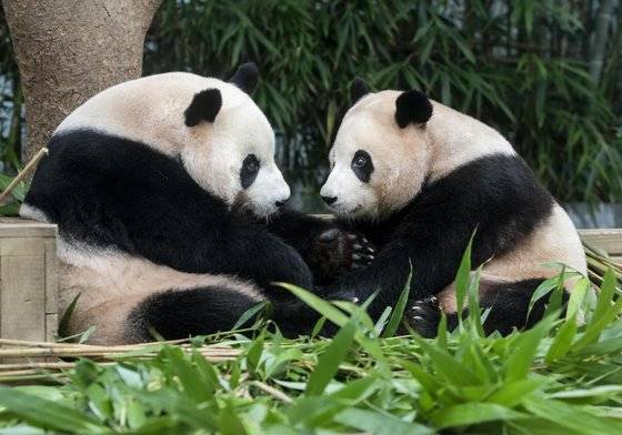독립 전 방사장에서 함께 놀던 아이바오(왼쪽)와 푸바오. [사진류정훈]