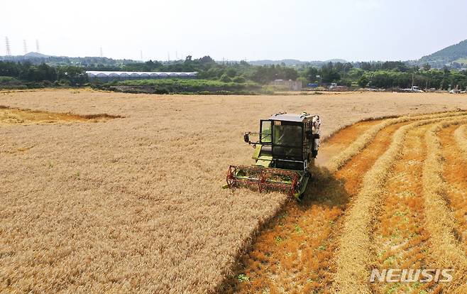 [제주=뉴시스] 우장호 기자 = 제주 한림읍 금악리에 조성된 국산 밀 생산단지. 2022.06.09. woo1223@newsis.com