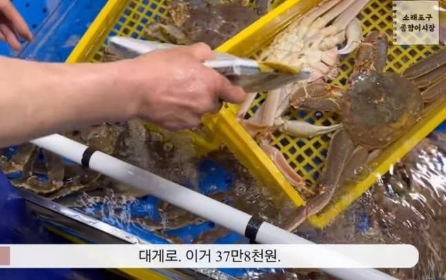 유튜브 채널 생선선생 미스터S 캡처