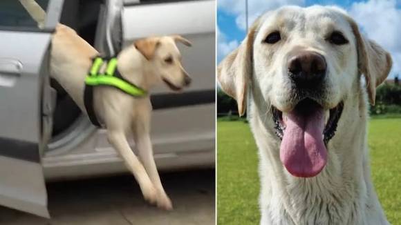 냄새로 성범죄자 잡는 경찰견 - 경찰 탐지견 에이프릴 / 사진=첼셔·노스웨일스 경찰