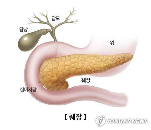 췌장 [연합뉴스 자료사진]
