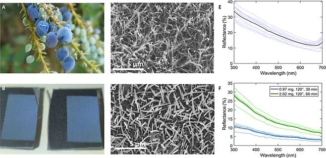 블루베리처럼 파란색을 띠는 오리건 포도는 표면에 왁스 나노 구조가 있다. 이로 인해 주로 파란색과 자외선을 반사한다(윗줄). 오리건 포도의 왁스층을 녹여 기판에 증착하면 같은 나노 구조가 만들어져 똑같이 파란색을 띤다. 반사하는 빛의 파장도 거의 같다(아랫줄)./Science Advances