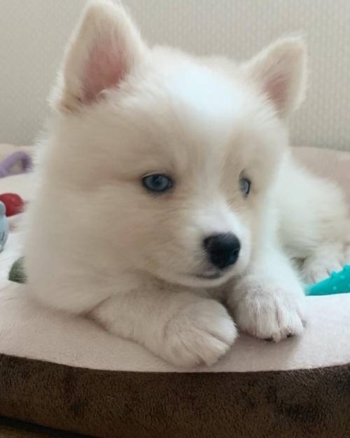 배우 도상우 강아지 포미. 사진=도상우