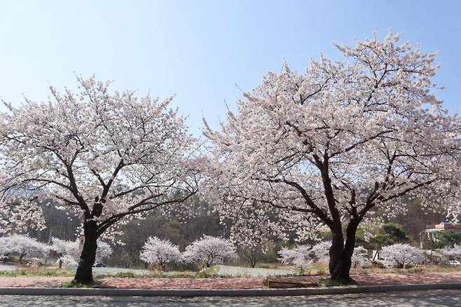 [아산=뉴시스] 아트밸리 아산 온천 벚꽃축제.  (사진=아산시 제공) 2024.2.29. photo@newsis.com *재판매 및 DB 금지