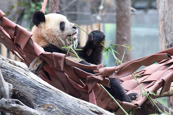 지난달 22일 스페인 마드리드의 동물원에 있는 자이언트 판다의 모습. 신화연합뉴스