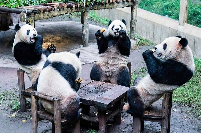 중국 충칭의 한 동물원에서 판다들이 의자에 앉아 먹이를 먹고 있다. AFP연합뉴스
