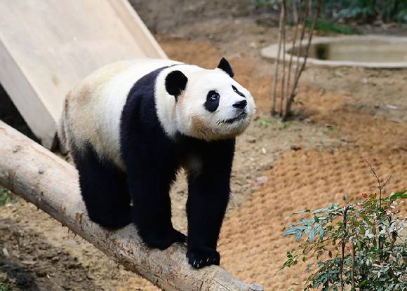3일 오전 경기 용인시 에버랜드 동물원 판다월드에서 자이언트 판다 푸바오가 실내 방사장에서 시간을 보내고 있다. [사진=정소희 기자]