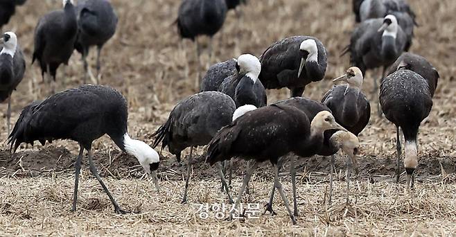 천연기념물 제228호 및 멸종위기 야생생물 2급으로 지정된 흑두루미 가족들이 29일 전남 순천만습지 일대 논에서 낱알을 먹고 있다. 새끼 흑두루미는 머리가 완전히 하얗지 않고 노르스름한 빛깔을 띤다.