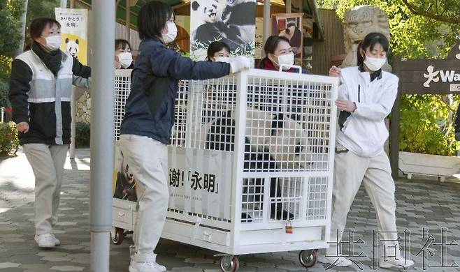 작년 2월22일 일본 카야마현의 테마파크 ‘어드벤처 월드’에 있던 30살 수컷 판다 에이메이가 중국으로 떠나는 모습. /교도 연합뉴스