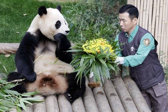 대중에 공개 마지막 날인 푸바오가 3일 경기 용인시 에버랜드 판다월드에서 강철원 사육사로부터 유채꽃 선물을 받고 있다. 푸바오는 오는 4일부터 판다월드 내실에서 야생동물 이동에 대한 국제 규정에 따라 건강, 검역 관리를 받고 이송 케이지 사전 적응 훈련도 진행한다. 사진공동취재단