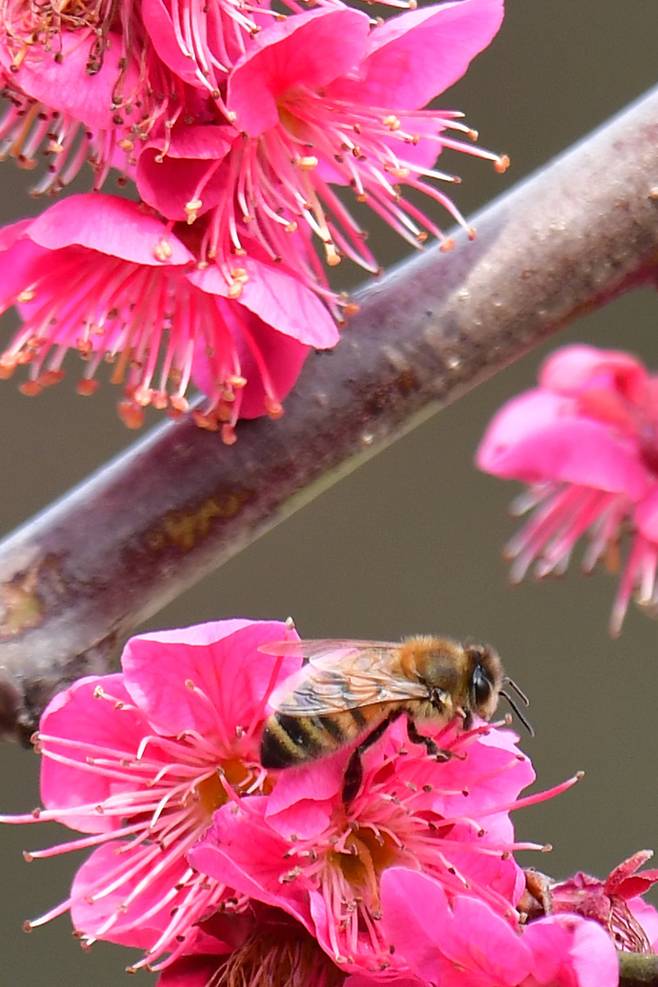 3일 경북 포항시 남구 연일읍 주택 화단에서 꿀벌 한마리가 홍매화꽃에 날아와 화분을 모으고 있다. 뉴스1