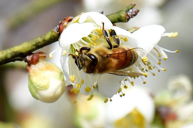 3일 경북 포항시 남구 연일읍 야산에서 핀 청매화 꽃에 꿀벌이 꿀을 따고 있다. 뉴스1