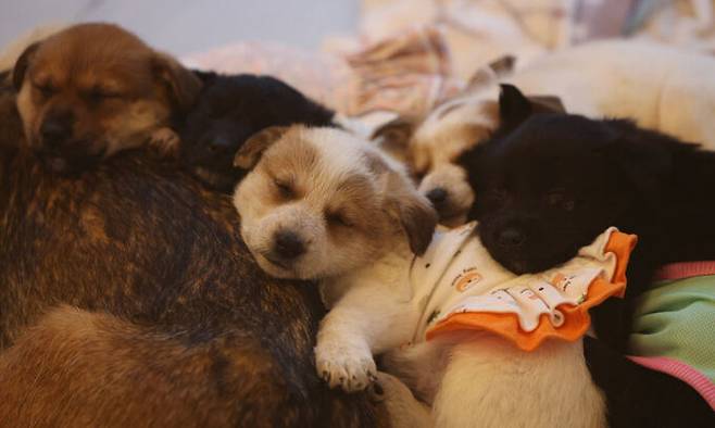 포항시 유기동물입양센터에서 새끼 유기견들이 잠을 자고 있다.
